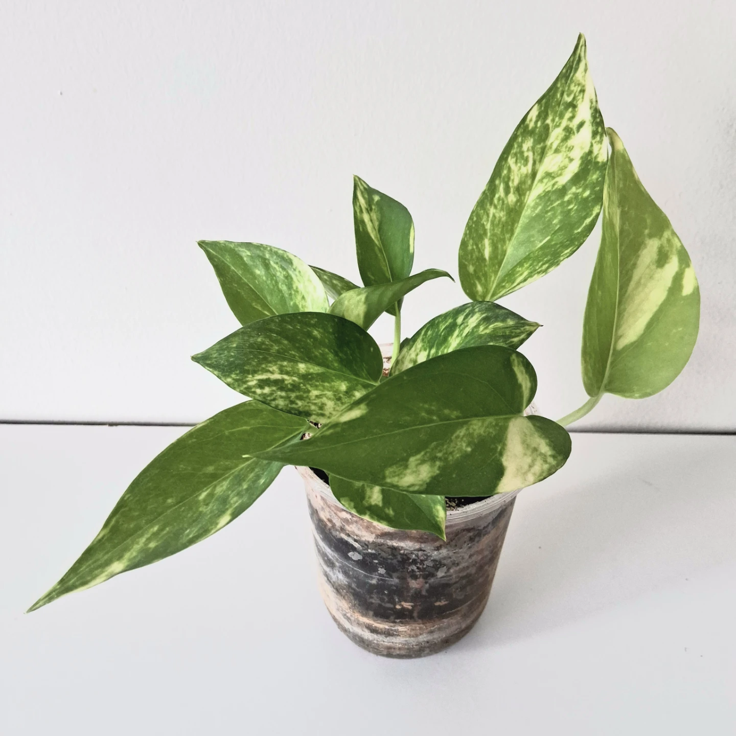 🌱 Golden Pothos 🌻 - photo 4