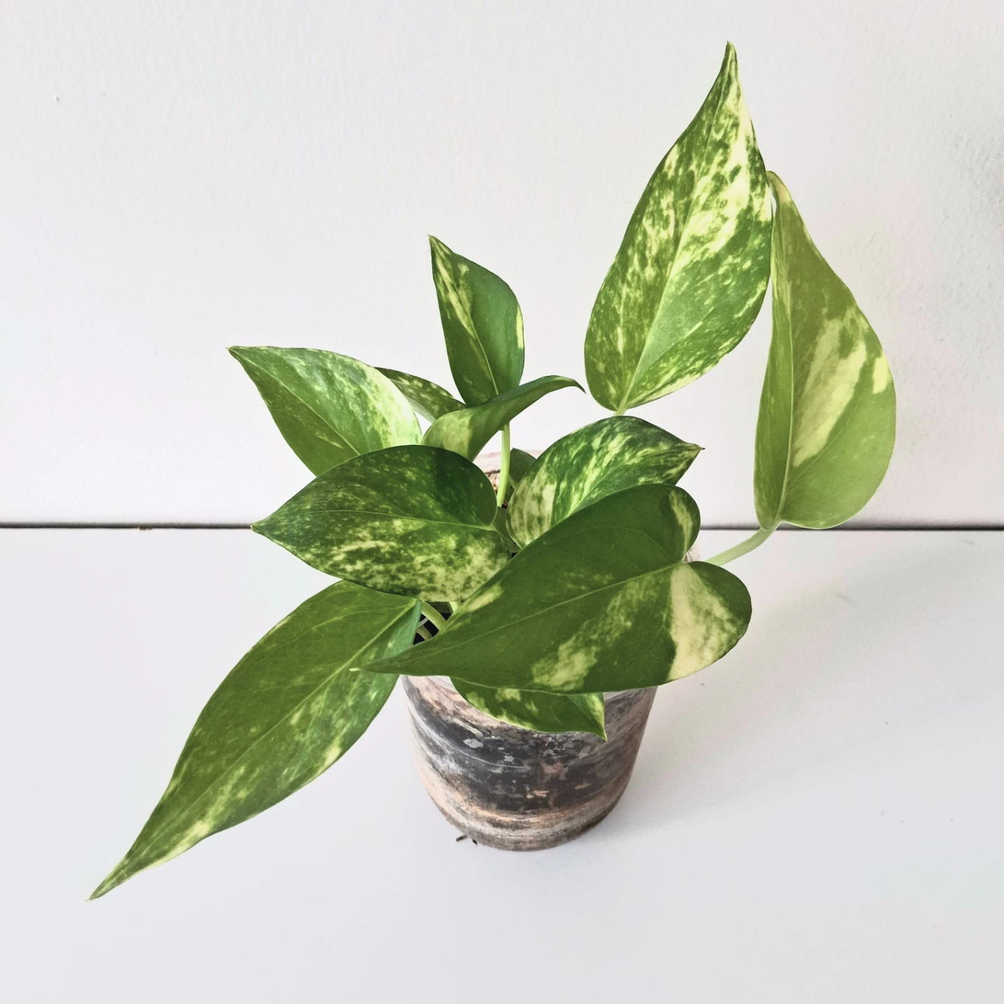 🌱 Golden Pothos 🌻 - photo 5