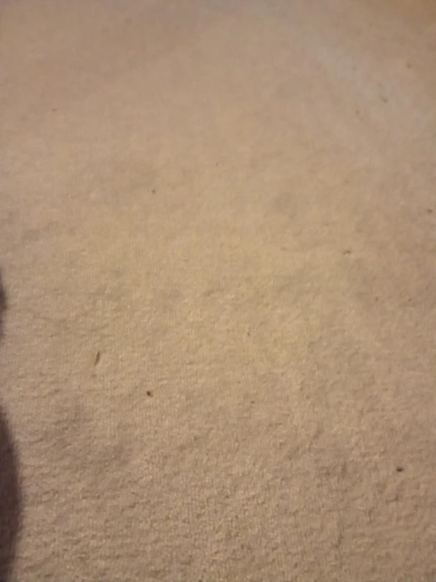 FREE carpet 11 feet x 11 feet