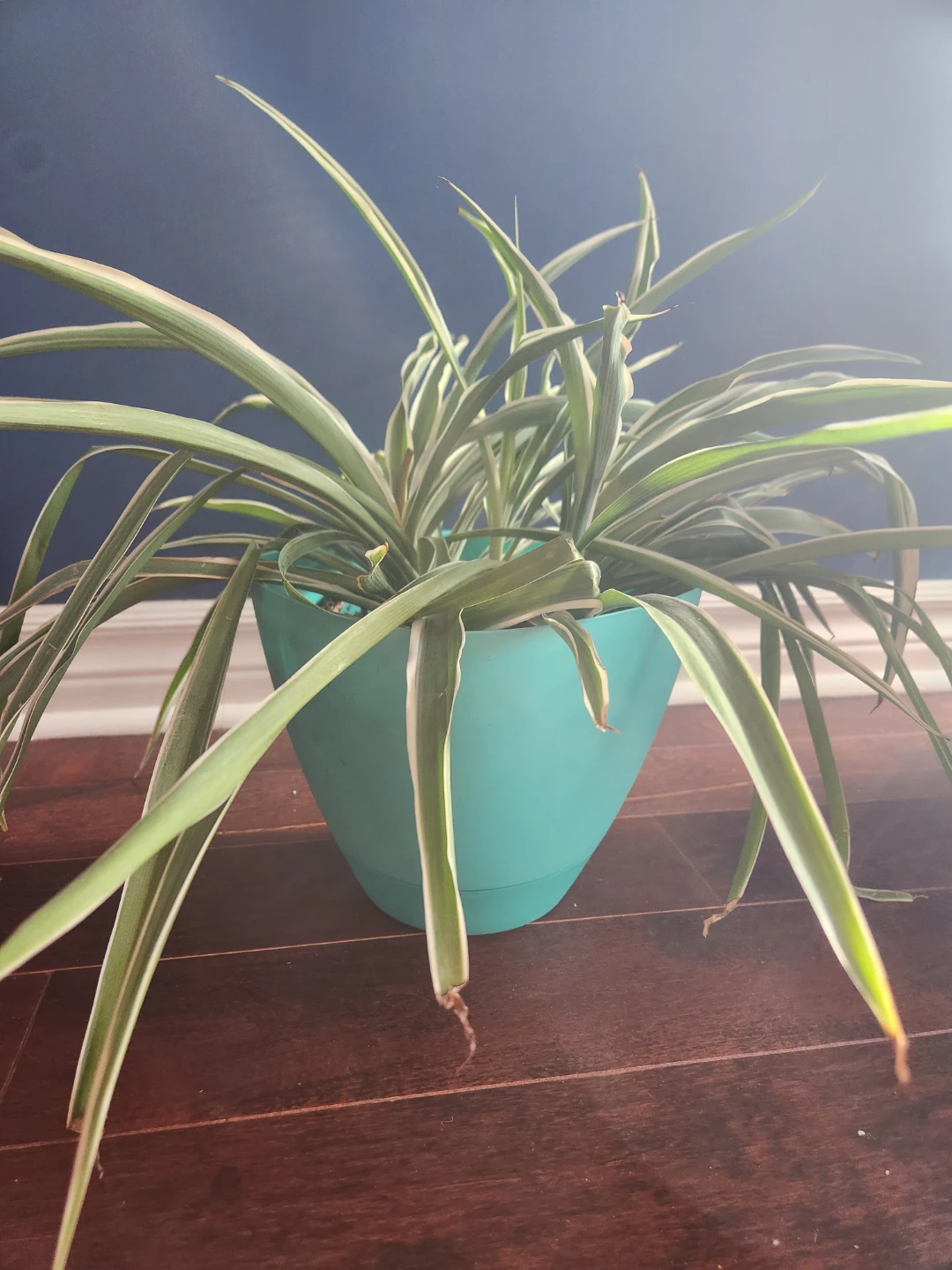 Spider Plant in Turquoise Pot - photo 2