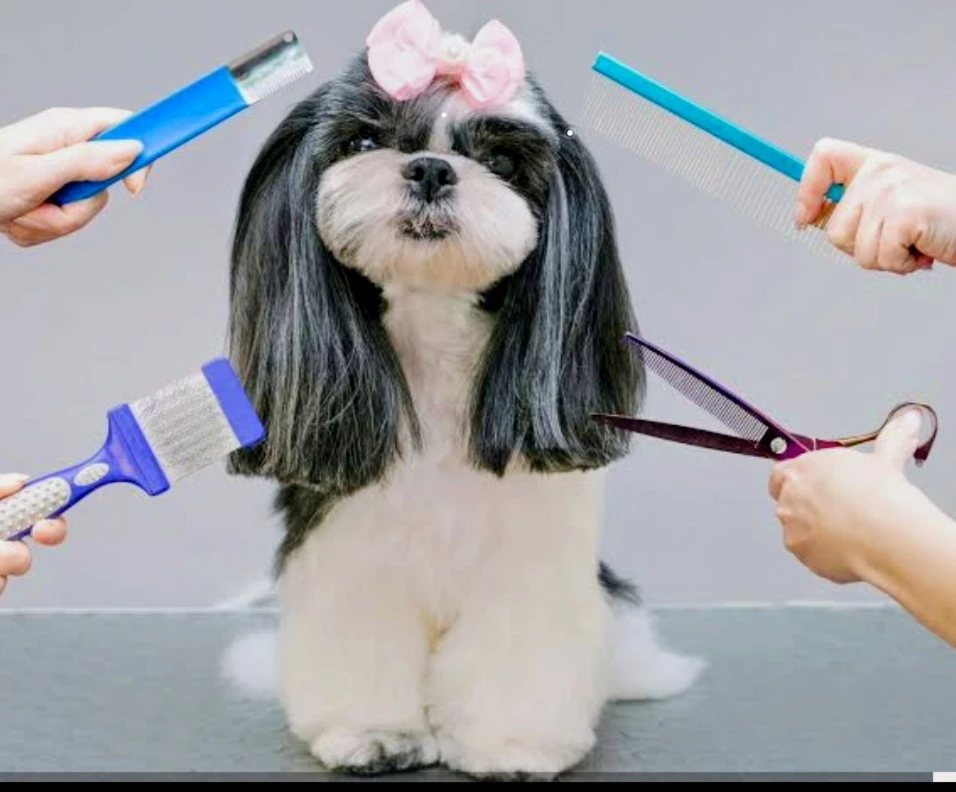 dogs grooming - photo 2