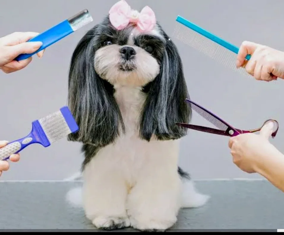 dogs grooming image indicator(2)