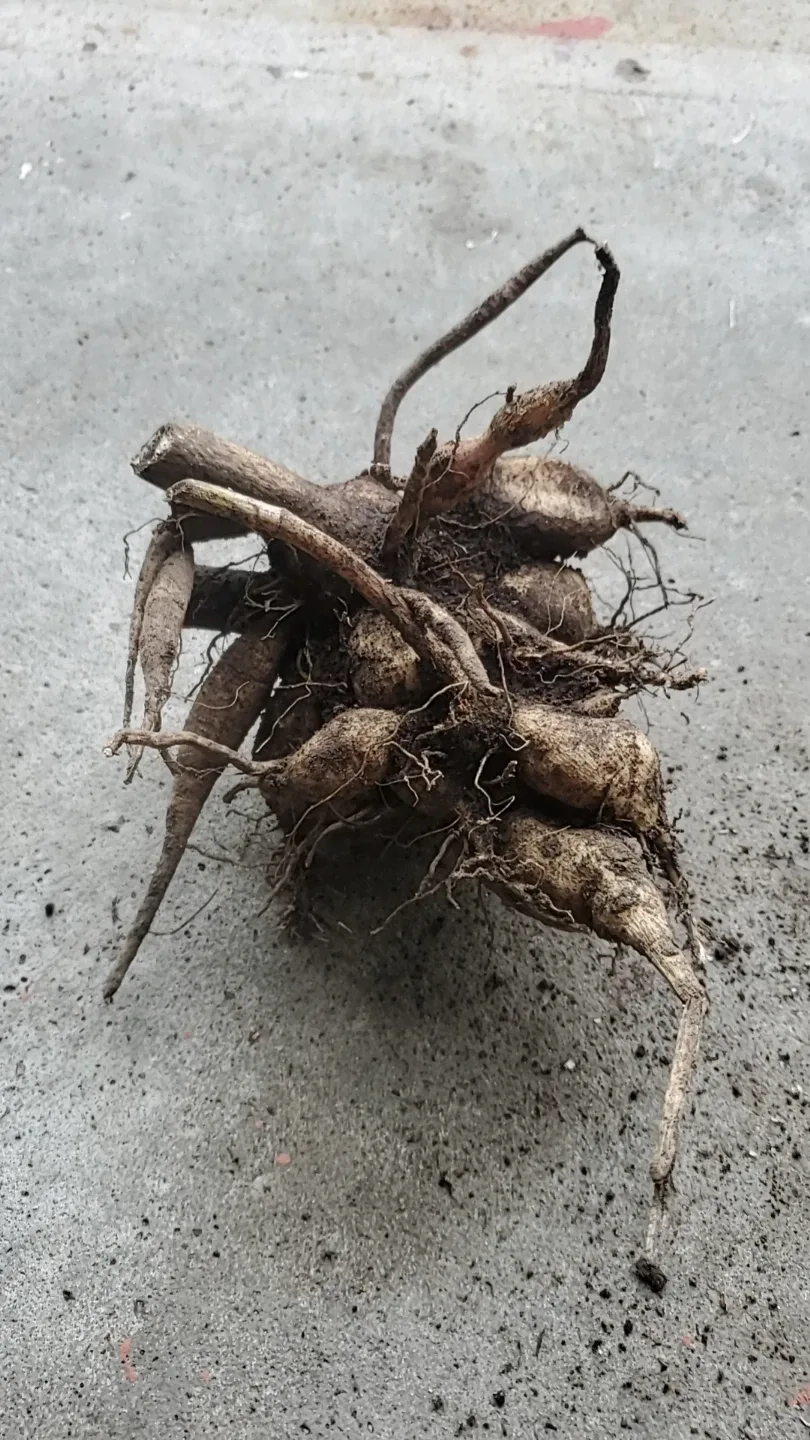 Dahlia roots image indicator(2)