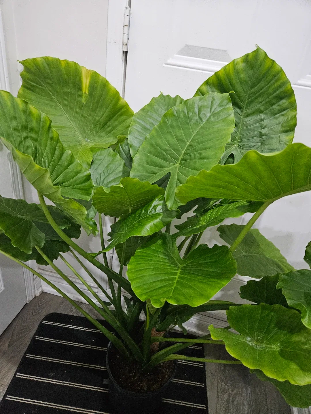 Alocasia odora Plant in 10"pot image indicator(4)