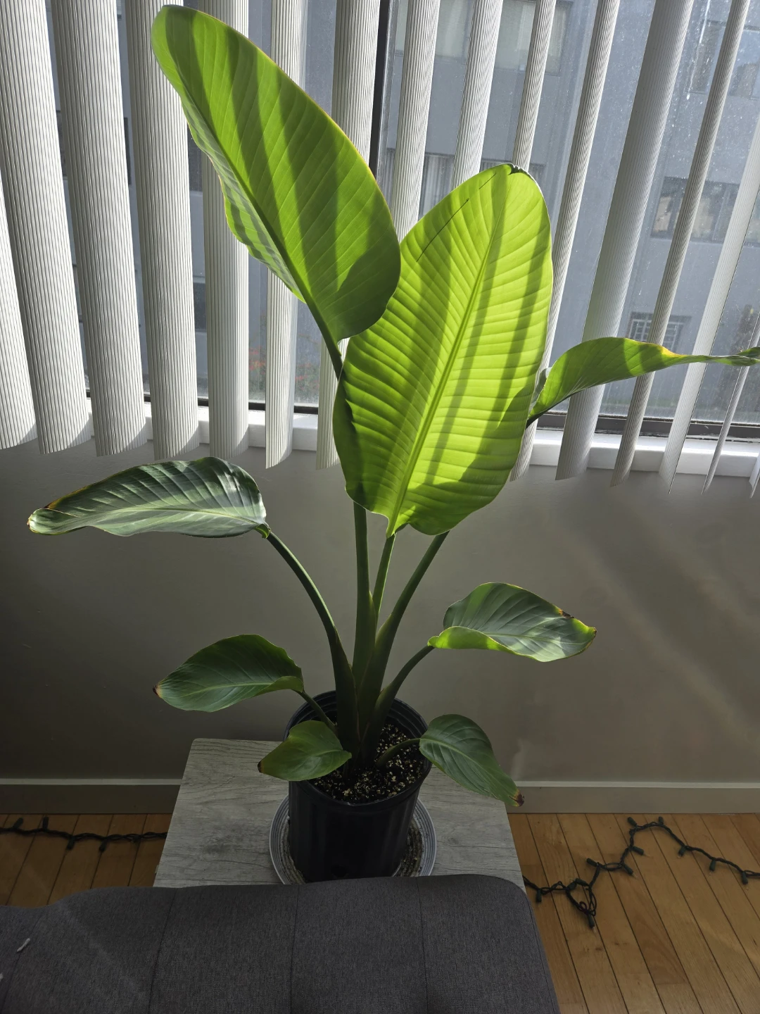 Birds of Paradise plant