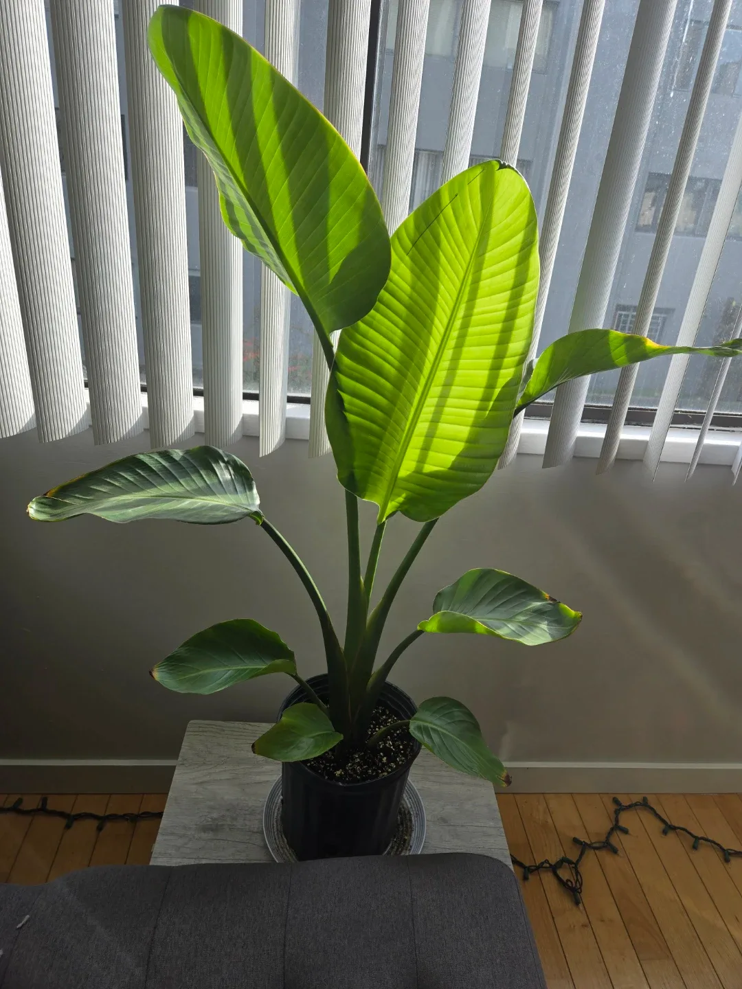 Birds of Paradise plant thumbnail