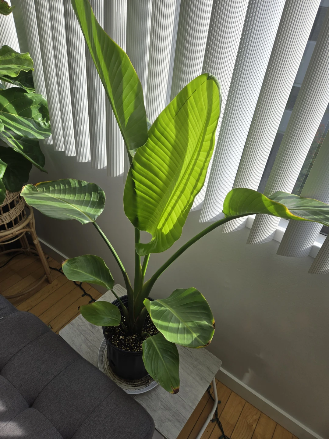 Birds of Paradise plant - photo 2