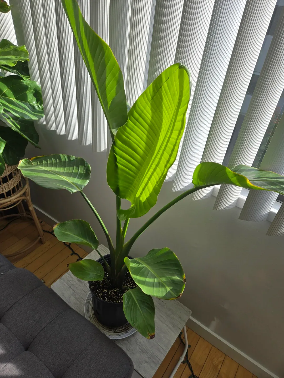 Birds of Paradise plant image indicator(2)