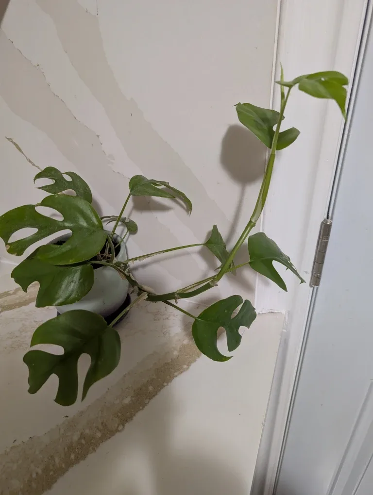 Healthy and big monstera