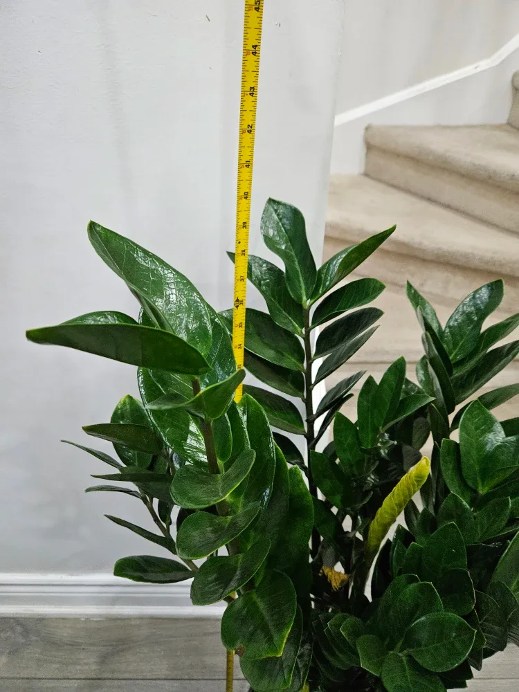 ZZ Plant - 45 inches tall image indicator(2)