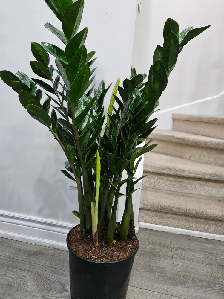ZZ Plant - 45 inches tall image indicator(3)