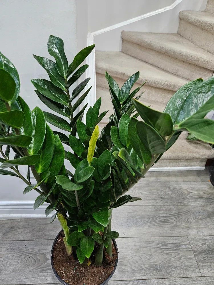 ZZ Plant - 45 inches tall image indicator(4)