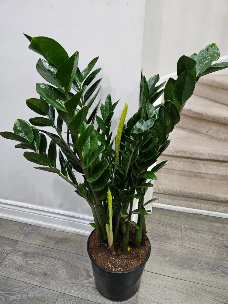 ZZ Plant - 45 inches tall image indicator(5)