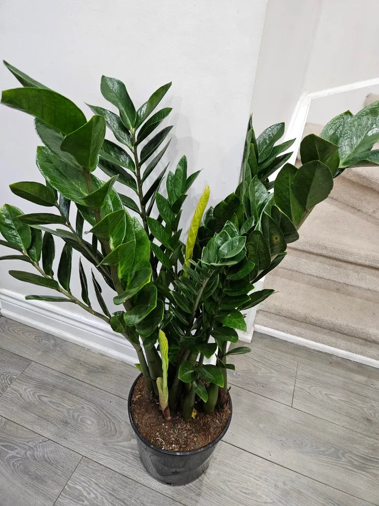 ZZ Plant - 45 inches tall image indicator(6)