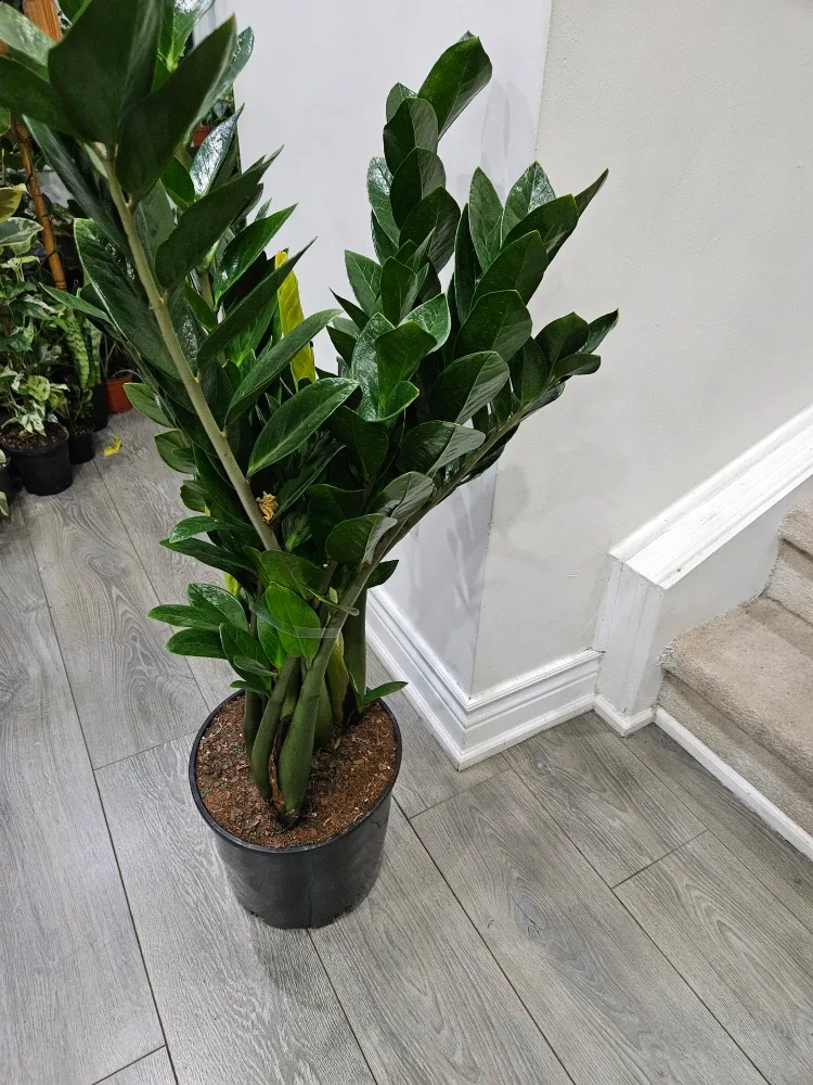 ZZ Plant - 45 inches tall image indicator(7)