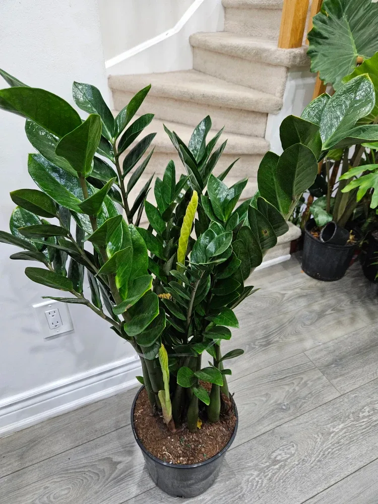 ZZ Plant - 45 inches tall image indicator(8)