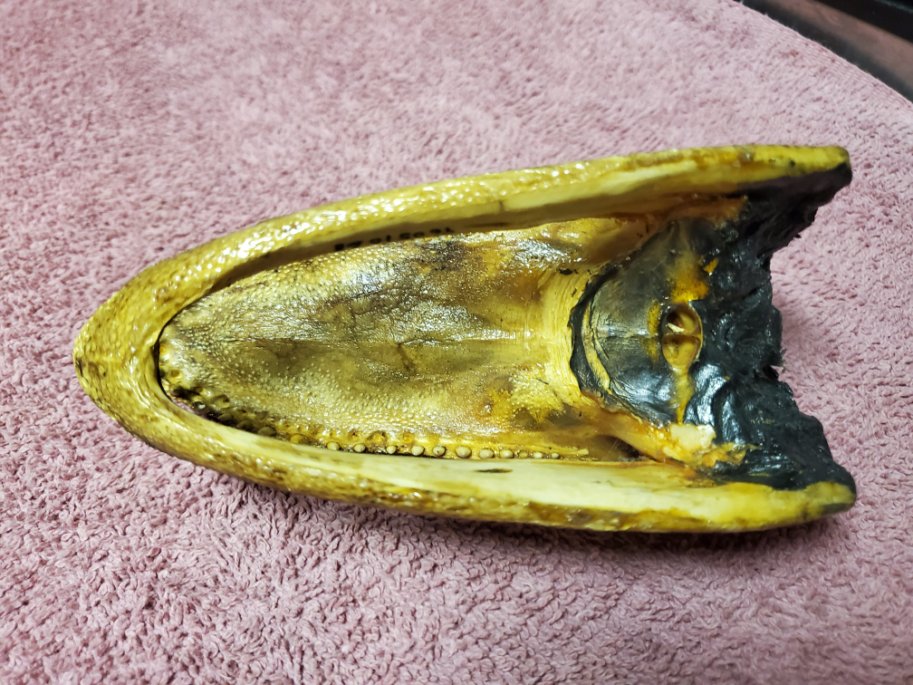 Alligator Head Taxidermy - Unique Decor - photo 3