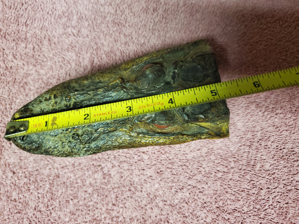 Alligator Head Taxidermy - Unique Decor - photo 4