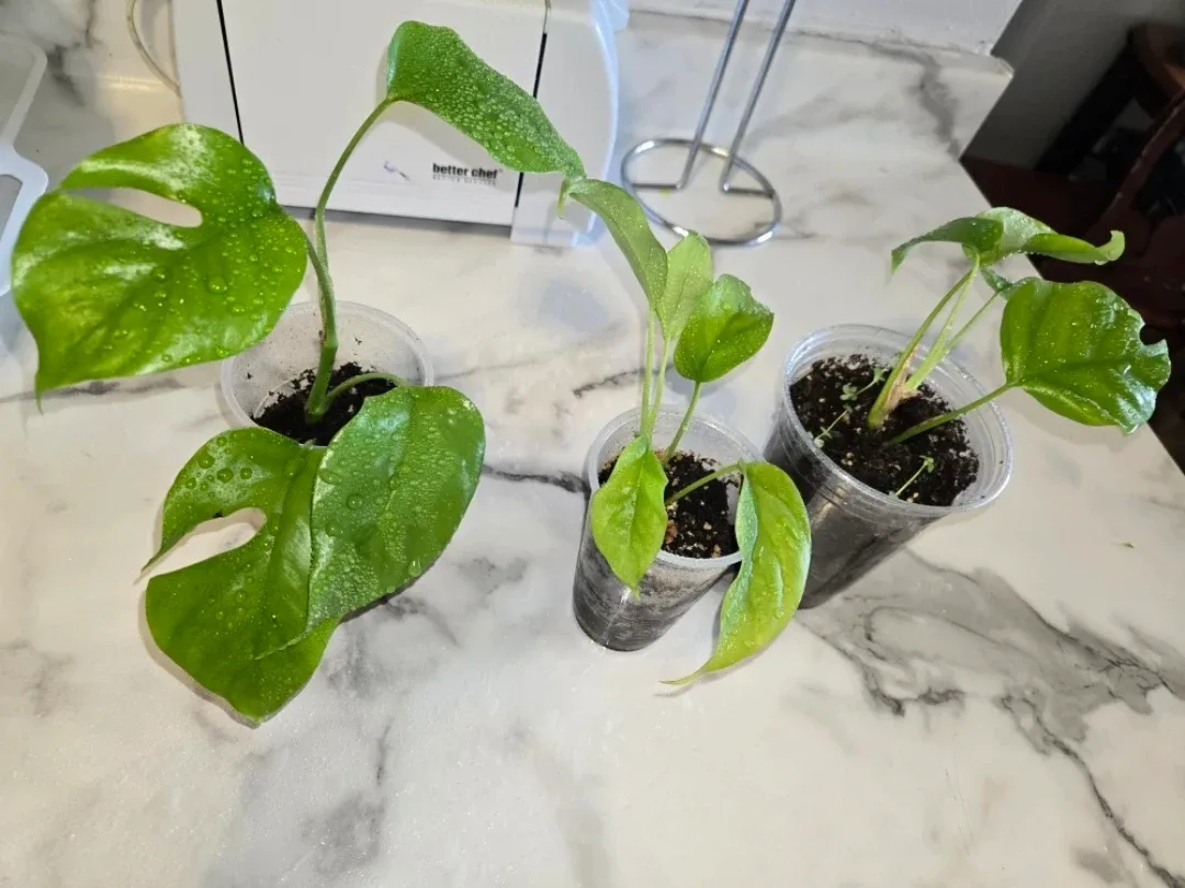 MINI MONSTERA Plants✨️🌿 IN SOIL