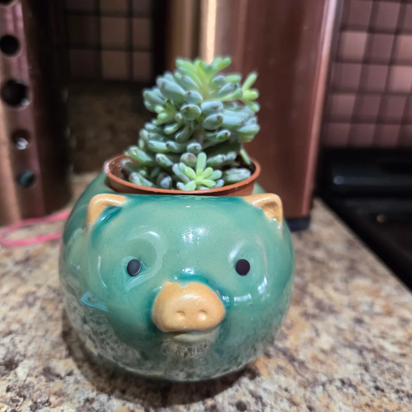 Cute Pig Succulent Planter image indicator(2)