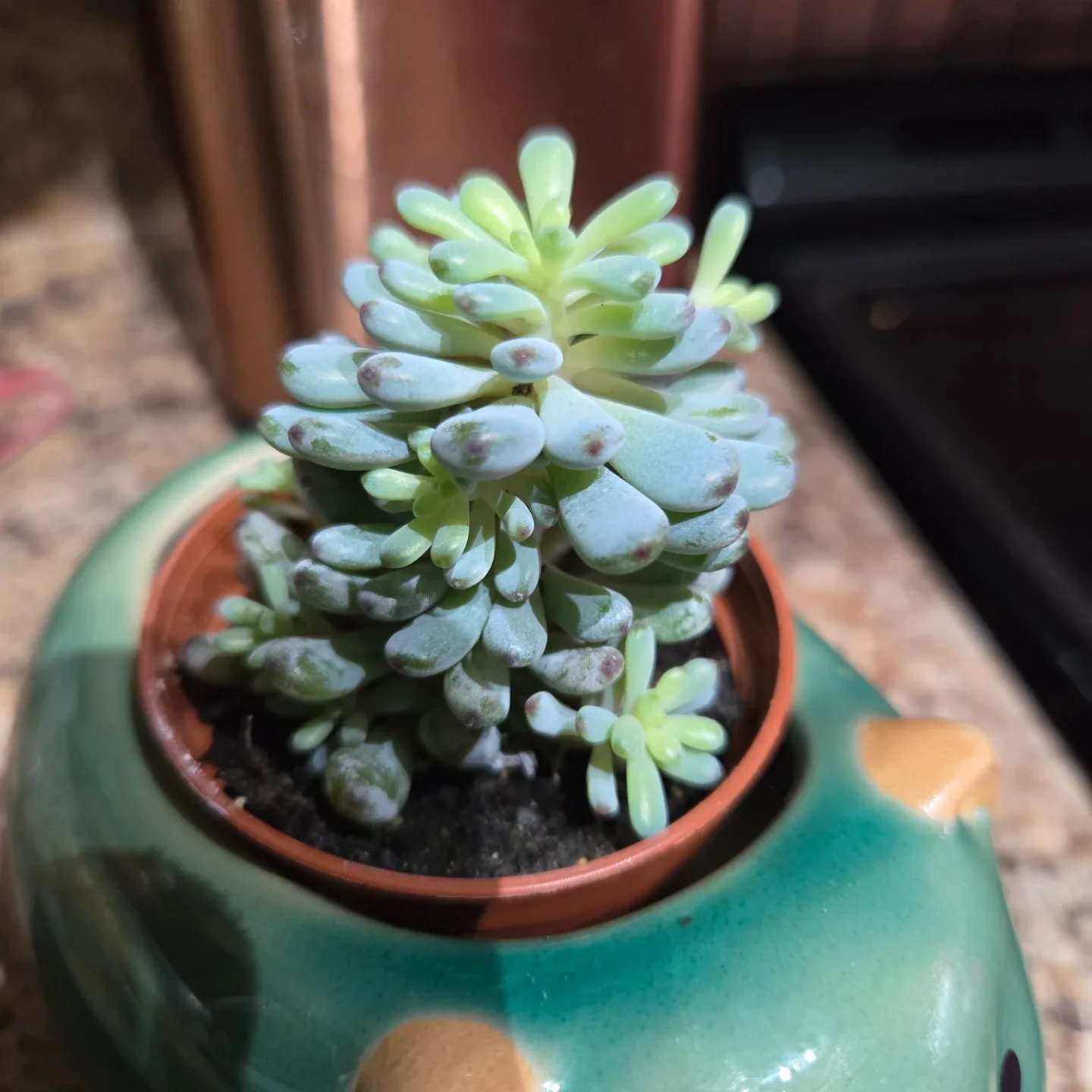 Cute Pig Succulent Planter image indicator(5)