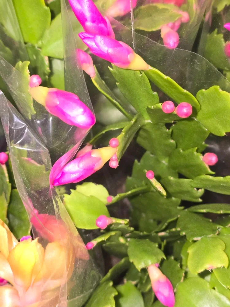 Flowering Christmas Cactus Plant image indicator(9)