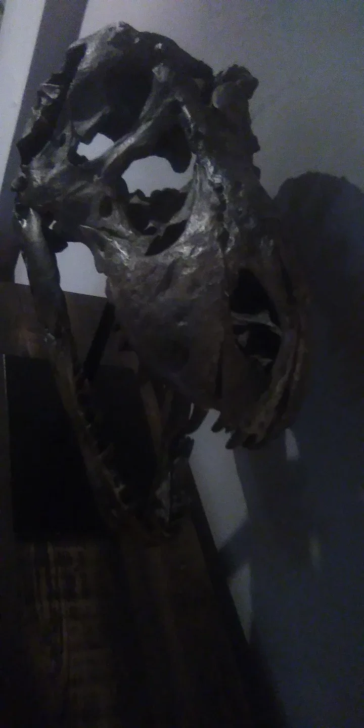 Tyrannosaurus Skull Display image indicator(5)