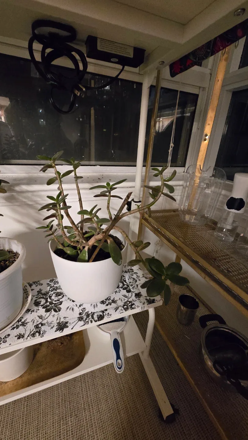 Jade Plant in White Pot