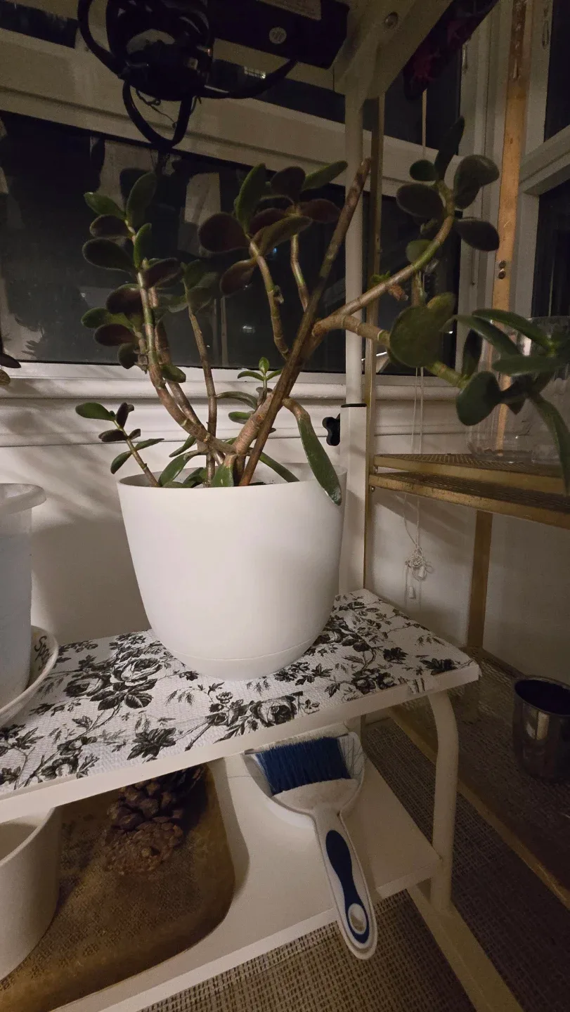 Jade Plant in White Pot image indicator(2)