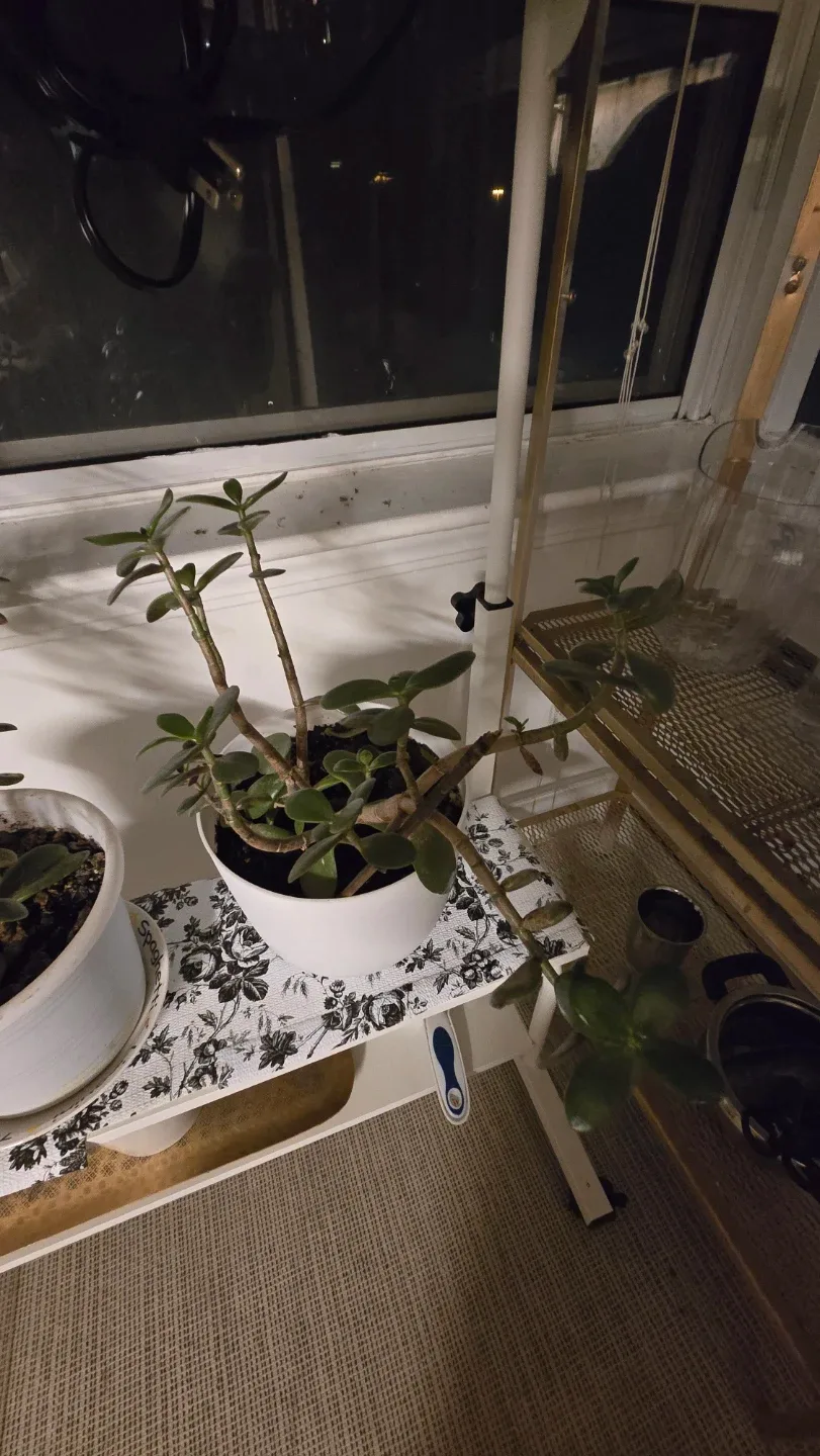 Jade Plant in White Pot image indicator(3)