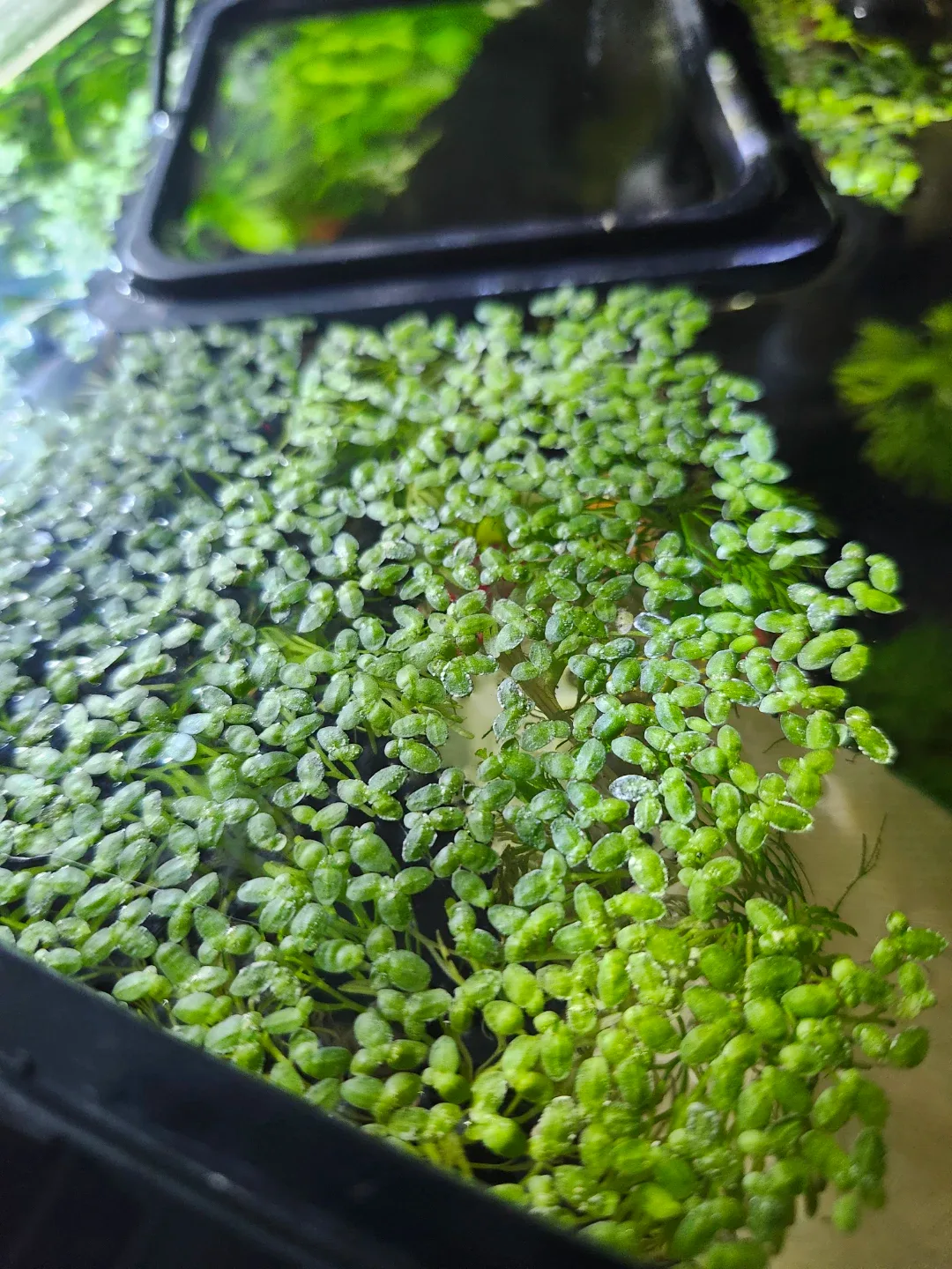 Aquatic Plant - Duckweed thumbnail