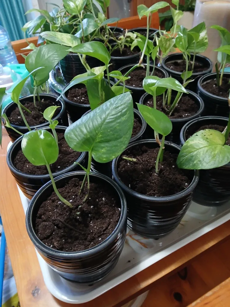 Potted Money Plants image indicator(4)