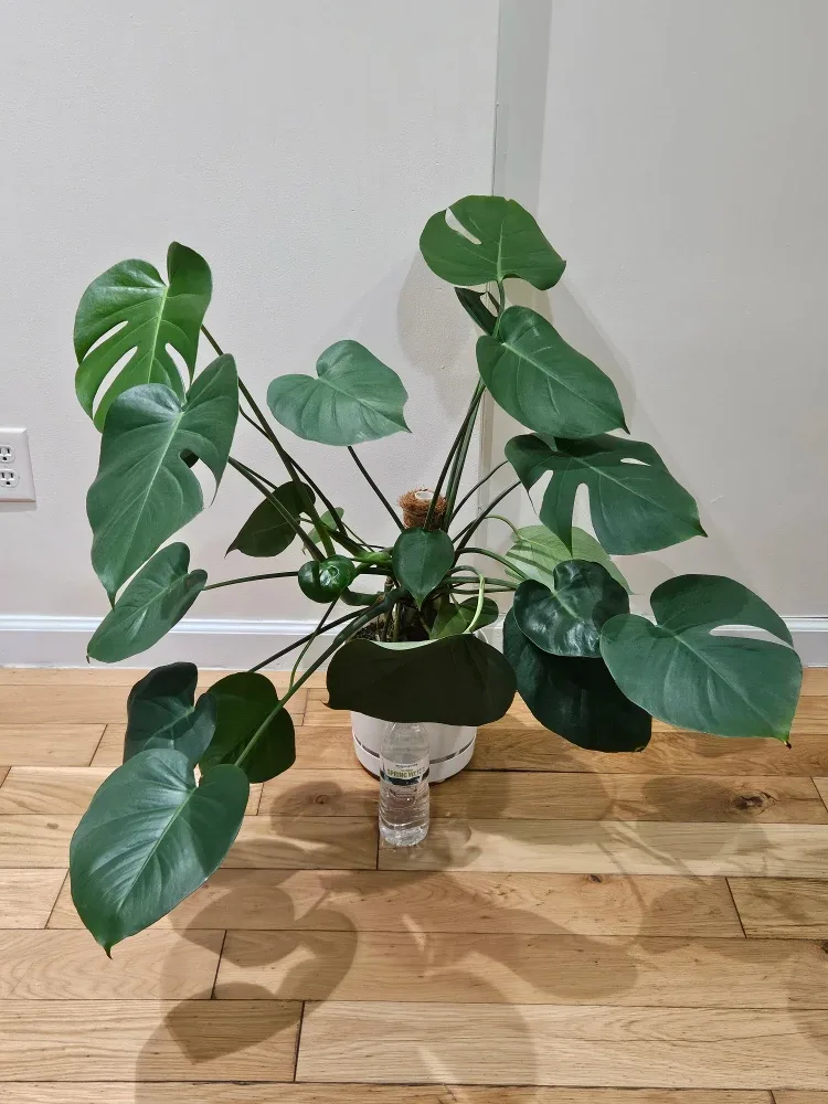 Monstera Plant