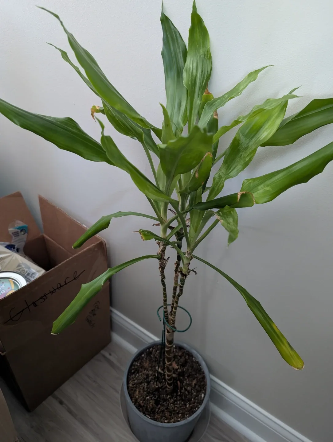 Potted Dracaena Plant 🥕 thumbnail