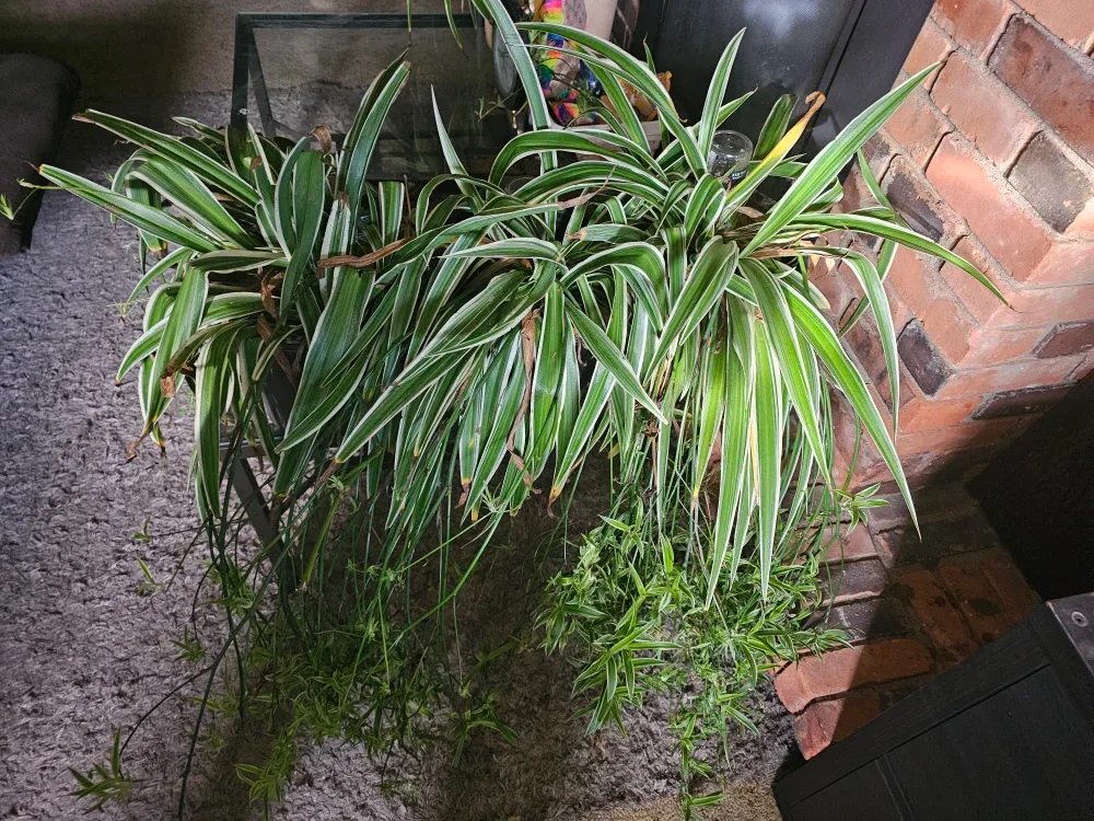 Spider plants babies to adult 700 here