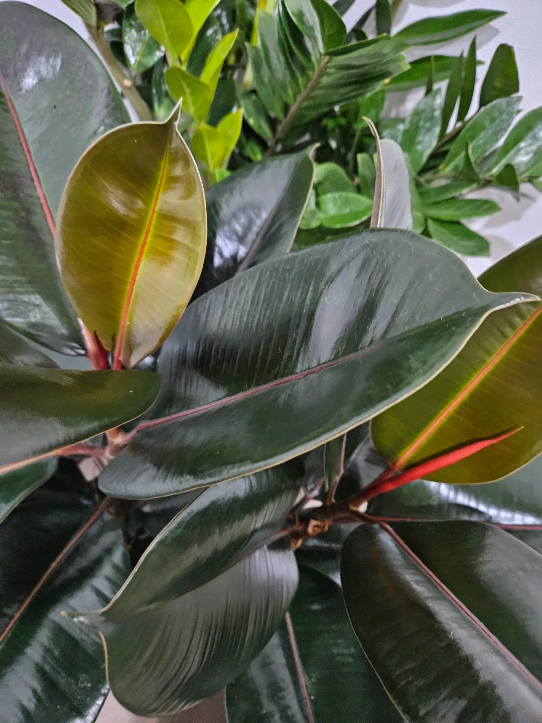 Rubber plant in 10"pot image indicator(8)