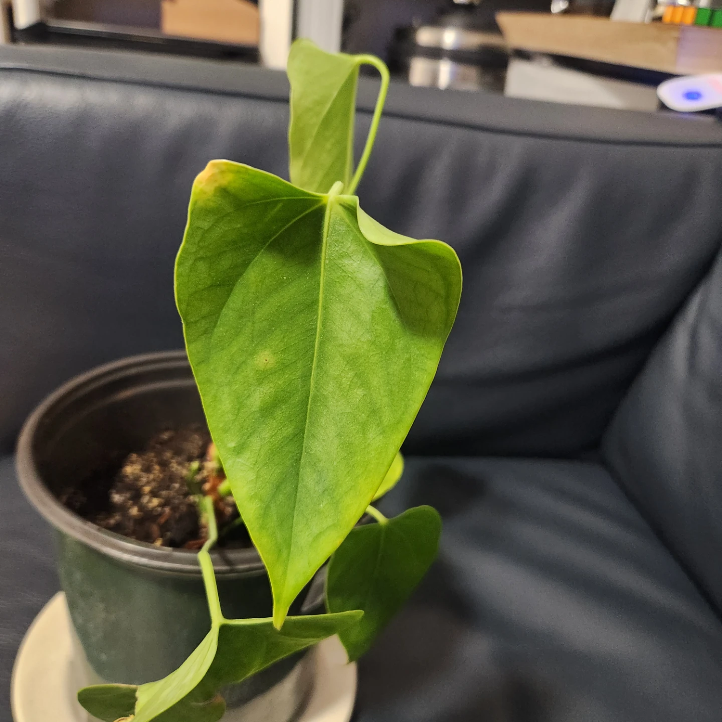 Potted Anthurium Plant - photo 2