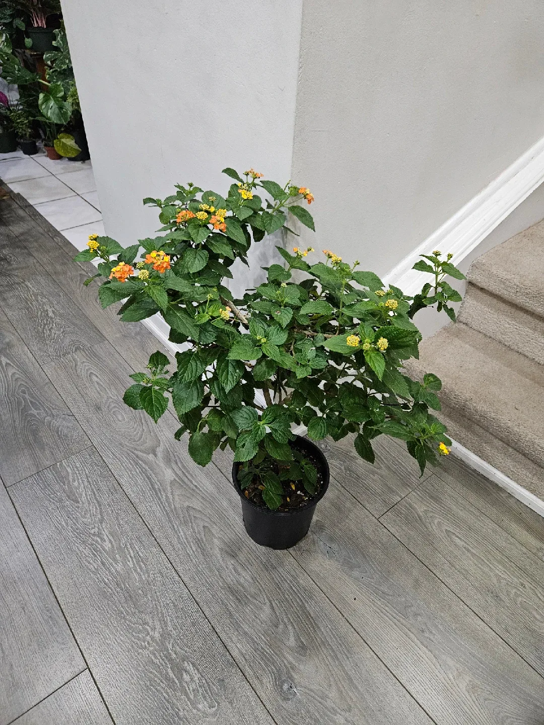 Lantana Plant image indicator(2)