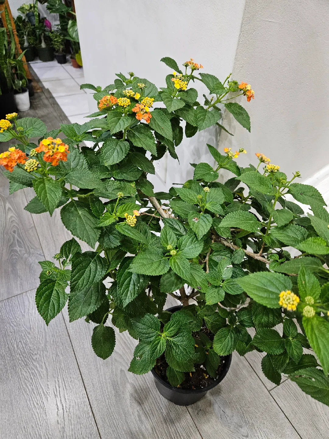 Lantana Plant image indicator(3)