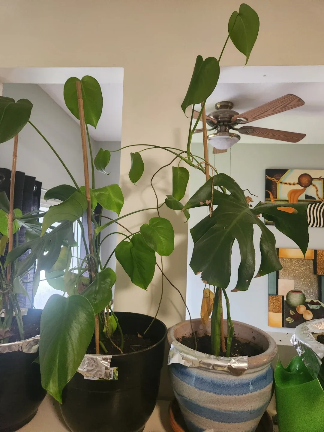 Assorted Indoor Plants image indicator(5)