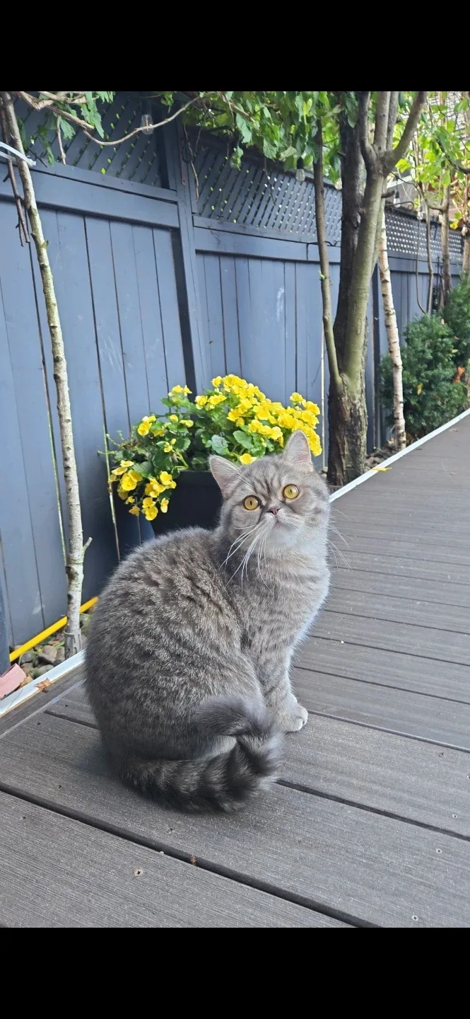 Scottish Straight Persian Mix