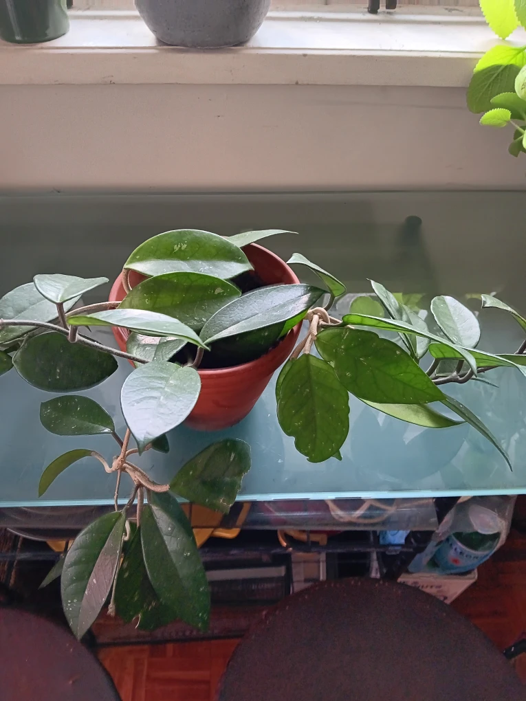 Hoya Plant in Terracotta Pot