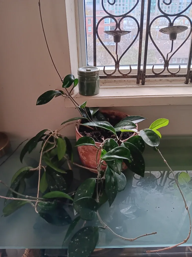 Hoya Plant in Terracotta Pot image indicator(2)