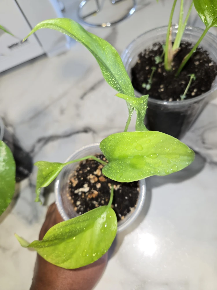 MINI MONSTERA Plants✨️🌿 IN SOIL - photo 4