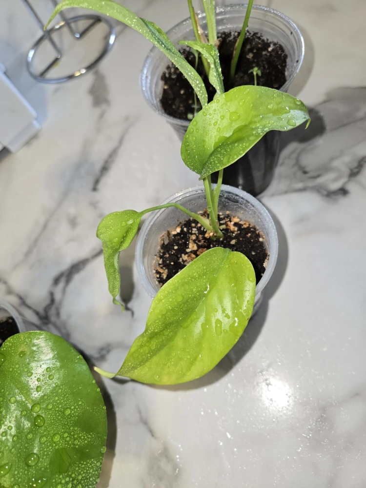 MINI MONSTERA Plants✨️🌿 IN SOIL - photo 5