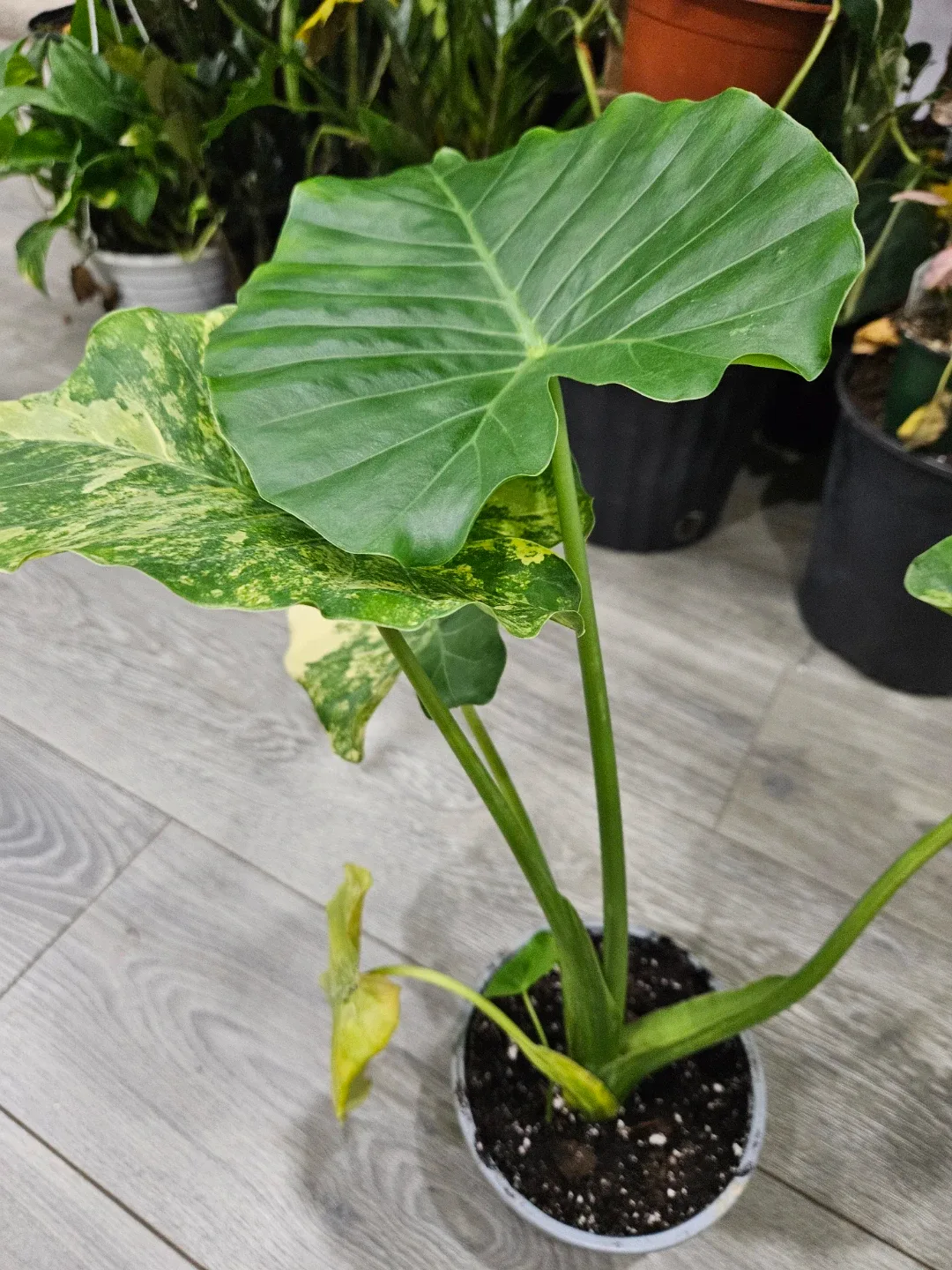 Alocasia Plant🥕 image indicator(2)