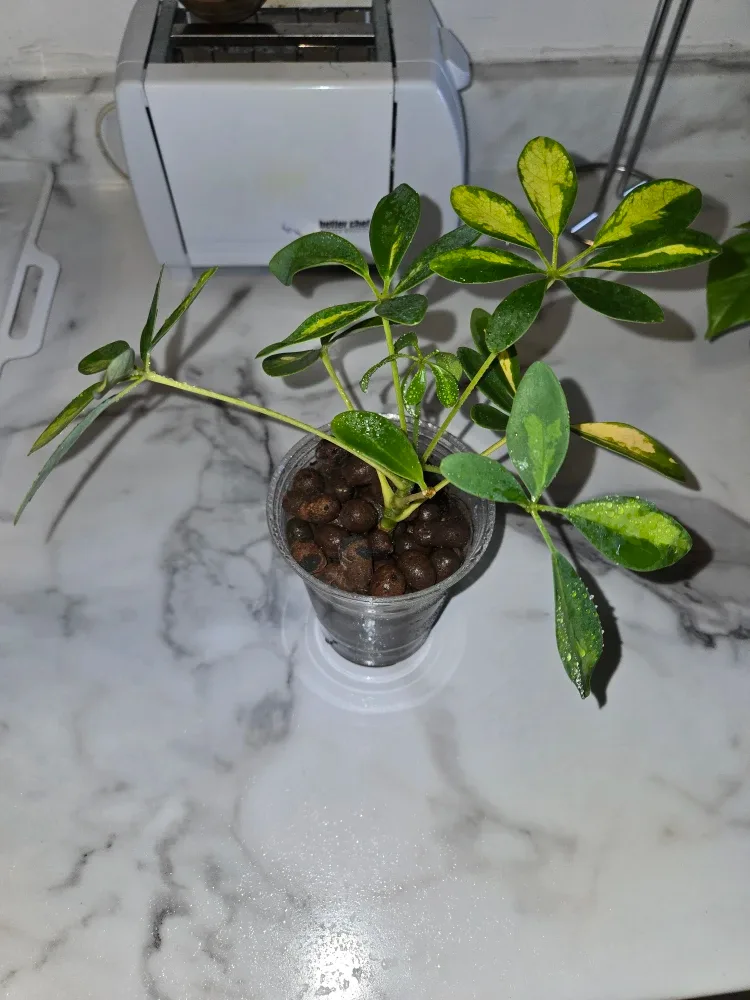 Umbrella Plant, VARIEGATED✨️☂️