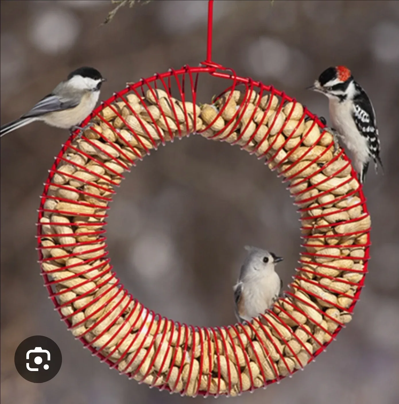 Large Red Peanut Ring