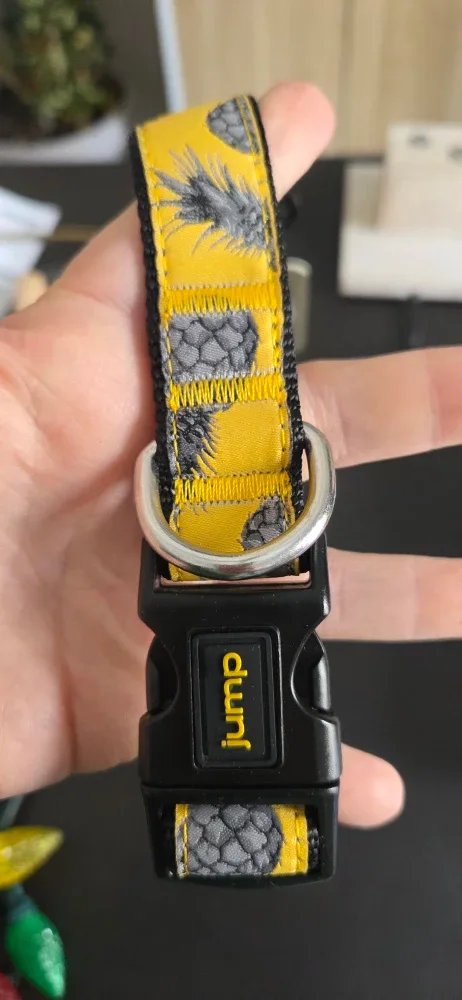 Jump Fashion Collar - Large