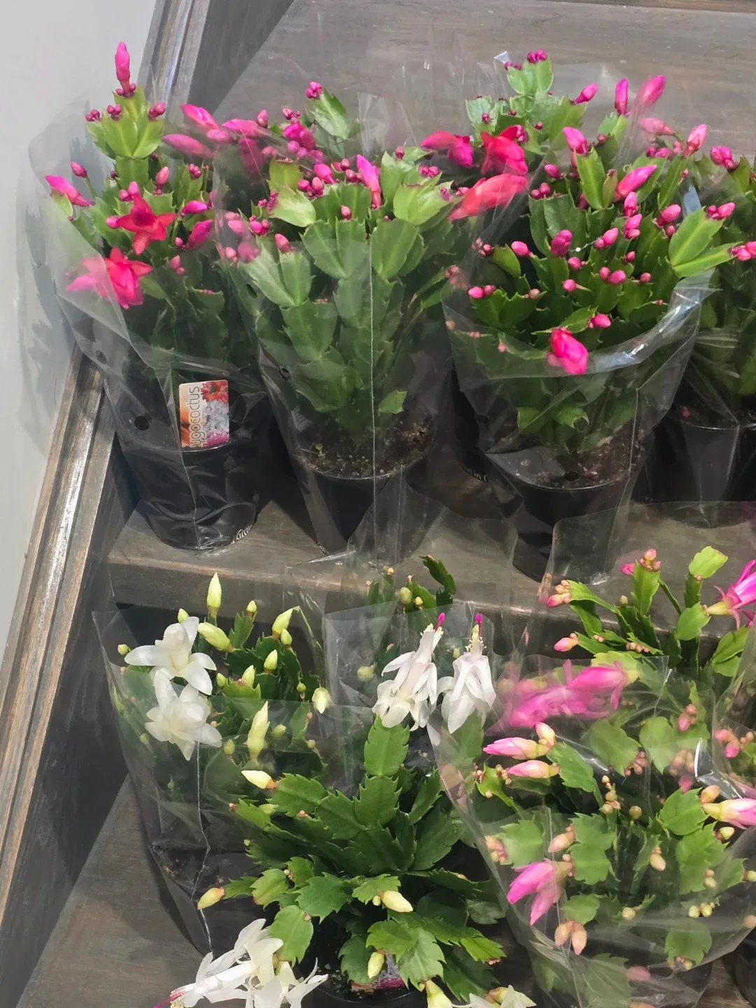 Christmas Cactus Plant. image indicator(10)